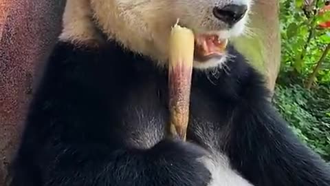 Pandas eat