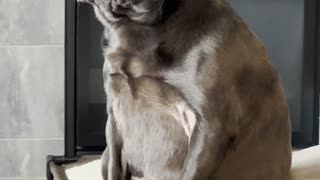 Pug Thinks She’s a Cat