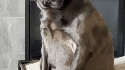 Pug Thinks She’s a Cat