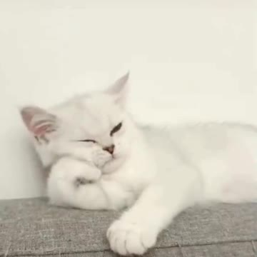 cute and mischievous animals