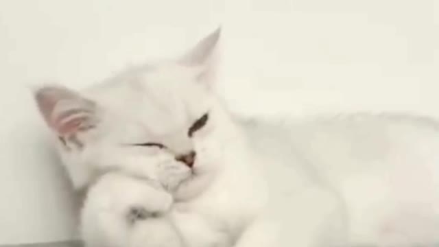 cute and mischievous animals