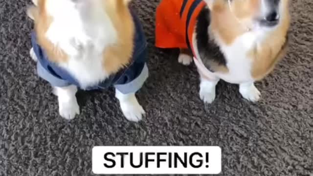 Hammy & Olivia Corgi New Funny TikTok Videos 2021 Best Hammy and Olivia New Compilation