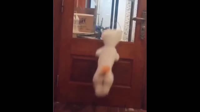 Funny Pets / Hilarious Pet funny moments