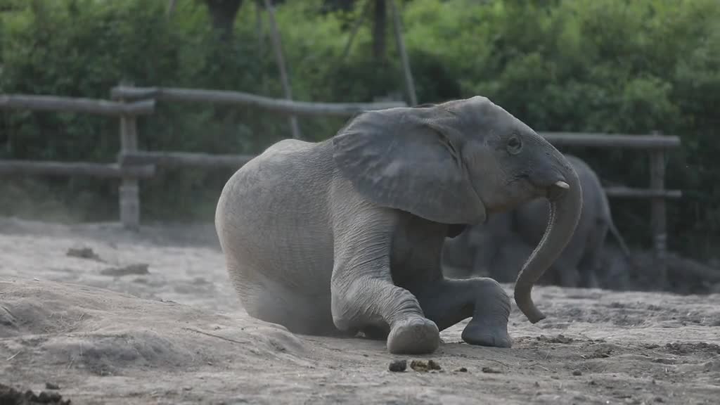 Could use a hand.# AfricanElephant