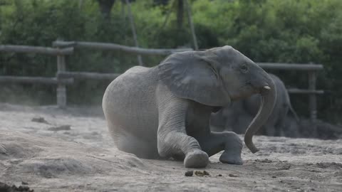 Could use a hand.# AfricanElephant