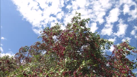 Excellent Pollinators Crab Apple Tree Sept 2022