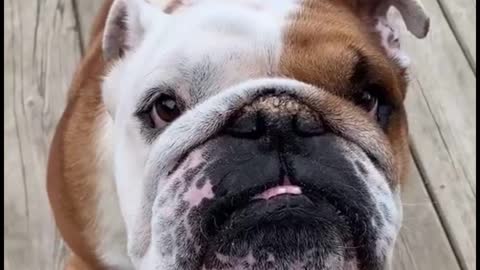 It's kind of scary to see the dog