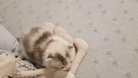 kitten video