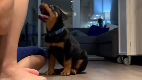 Dog training video