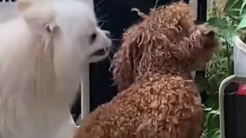 Dog and Cat Videos 2023 ---- just for fun