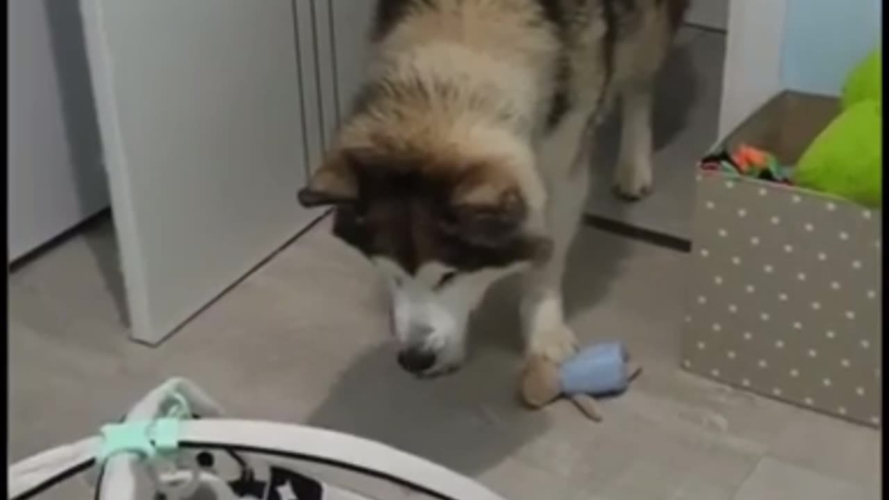 Dog meets baby for the first time