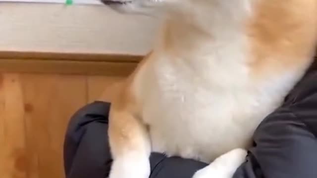 Cute pet injection hilarious scene