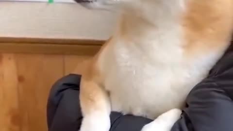 Cute pet injection hilarious scene