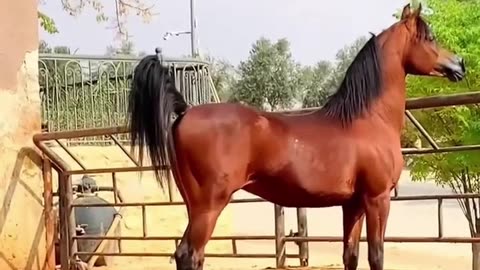 Arabian horses