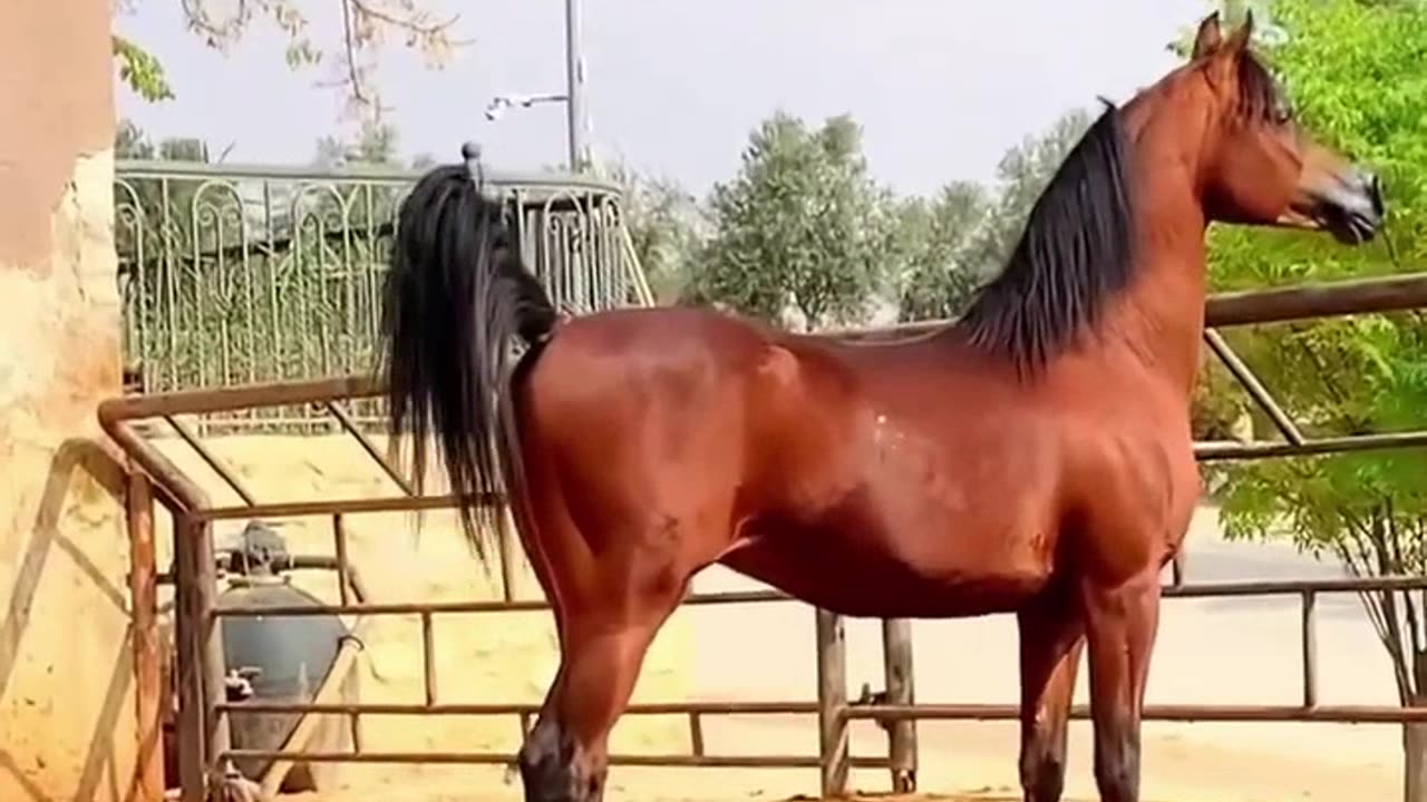 Arabian horses