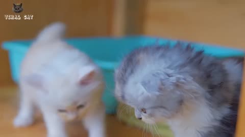 4k Animat Footage Cute Cats