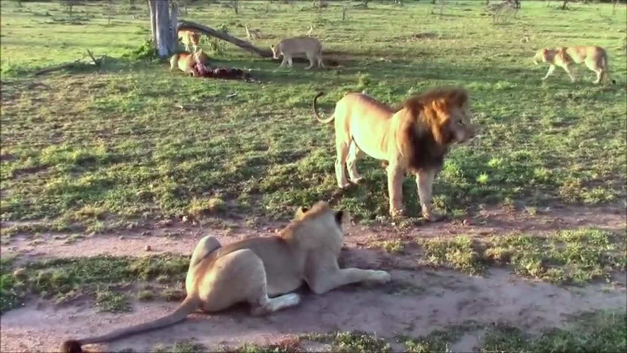 Male loin aggressively attack Females during feeding time