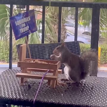 Squirrels For Trump!