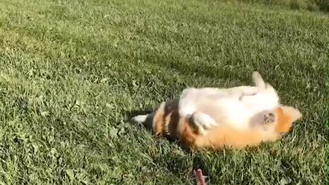 dog play on the grass