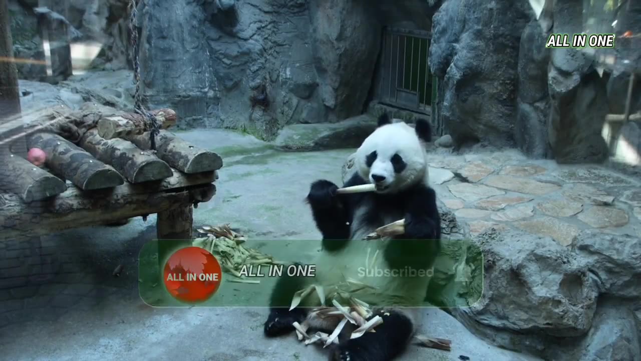 Beutifull Panda