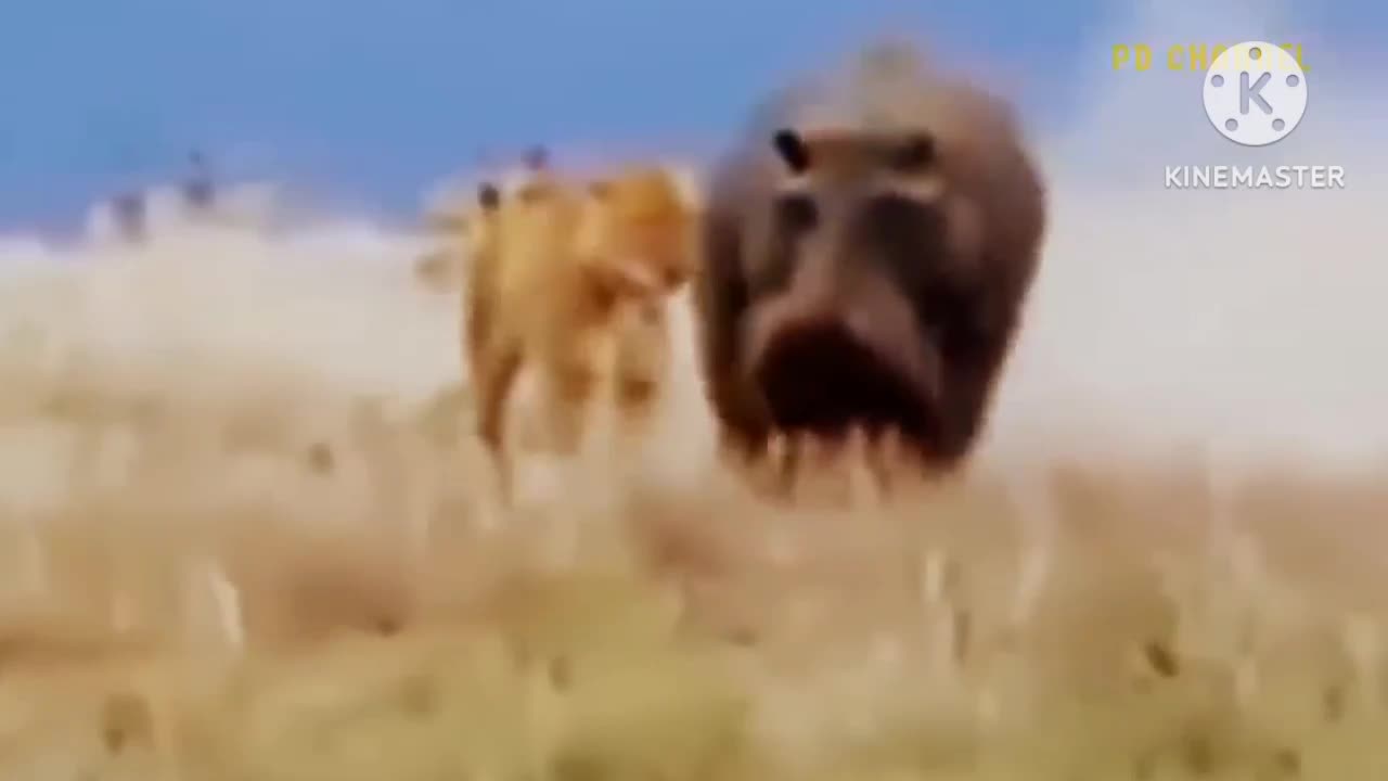 Loin Attecking