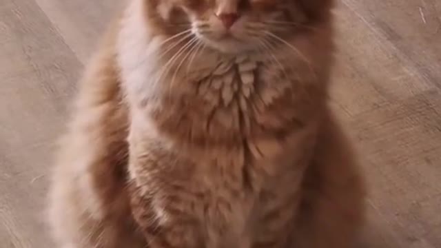 top funny cats videos