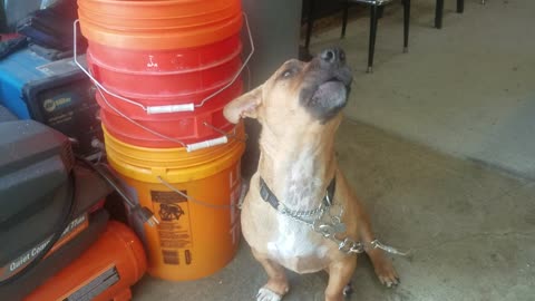 Jack howling ... good one.