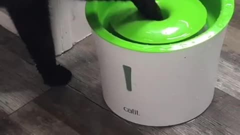 Cat Learns To Dissect Mini Water Fountain And Plays With It