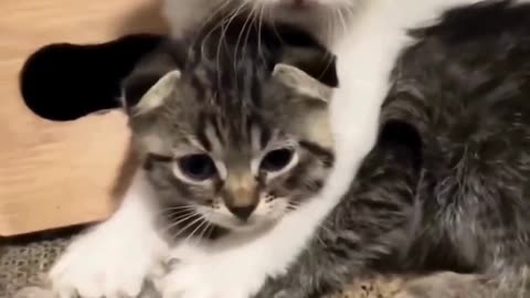 Cute And Funny Cats 😍😍😅😅 #viral #shorts #reels #cat #cats #pets #catsshare