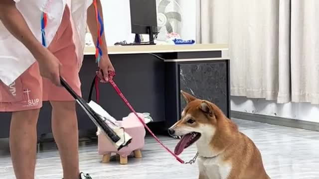 #Shiba Master successfully aroused the principal's desire to conquer