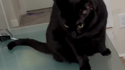 Adopting a Cat from a Shelter Vlog - Cute Precious Piper Checks Her Appearance Before Work #shorts