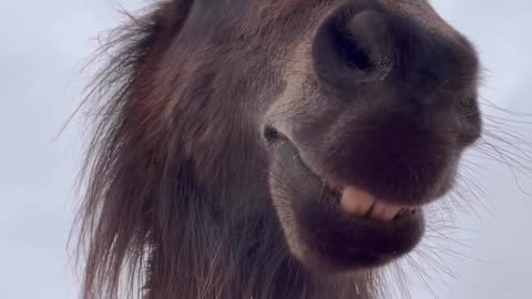 funny animal video