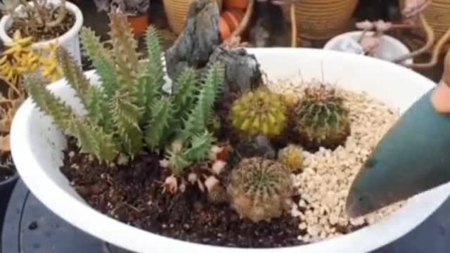 Teach you how to make bonsai easily 2