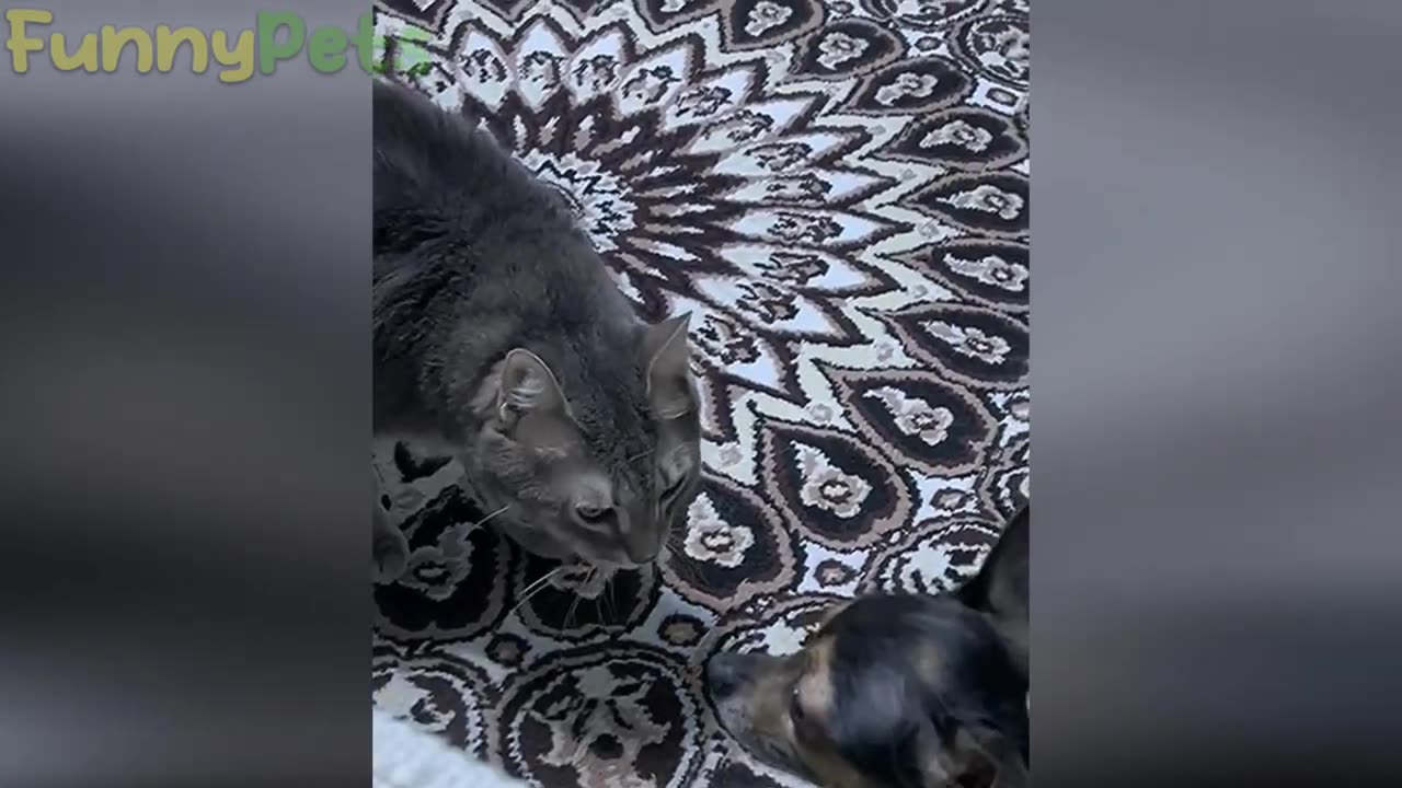 so funny🤣 and adorable / funny Animal Videos🐻! | funny dog🐶 and cat😺compilation videos 2023🐻