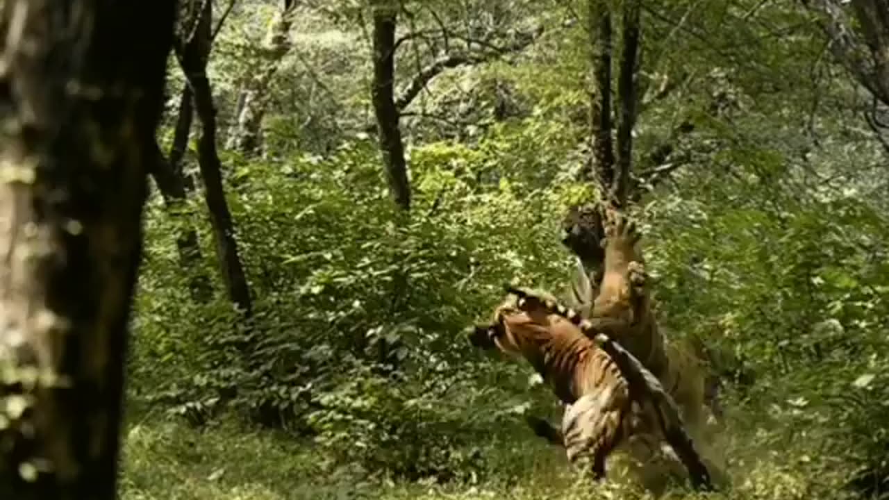Wildlife in Close view with different perspective.