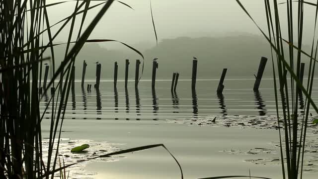 Through the Reeds (Free to Use HD Stock Video Footage)