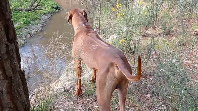 Dog Measures Drop to Shallow Creek, Decides A Paddle Isn't Worth It