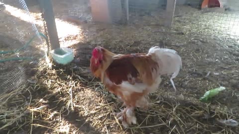 Lavender orpington chickens