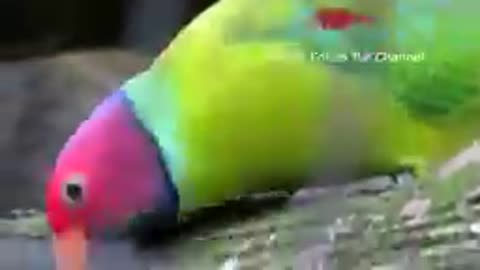 The plum headed parakeet voice