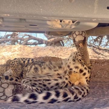 Leopard Sleeps Under Car