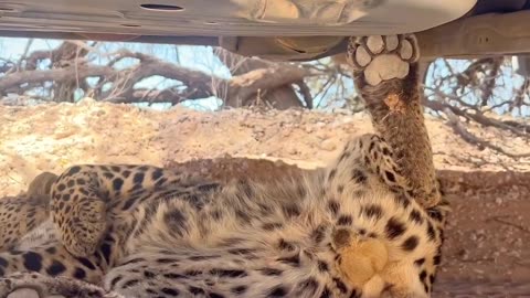 Leopard Sleeps Under Car