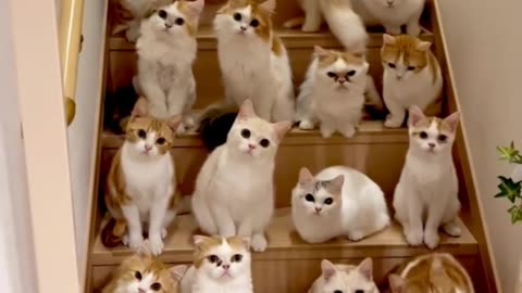 Cats Funny Video