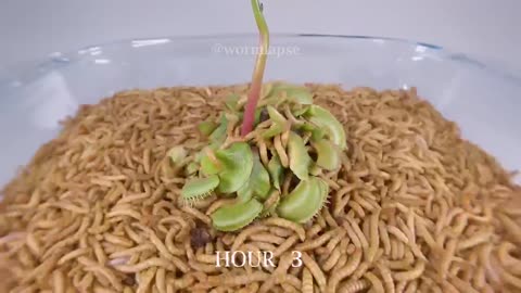 VENUS FLYTRAP VS 10,000 MEALWORMS