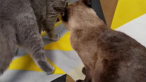 Cat amazing fight