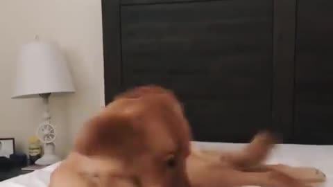 Funny dog dancing