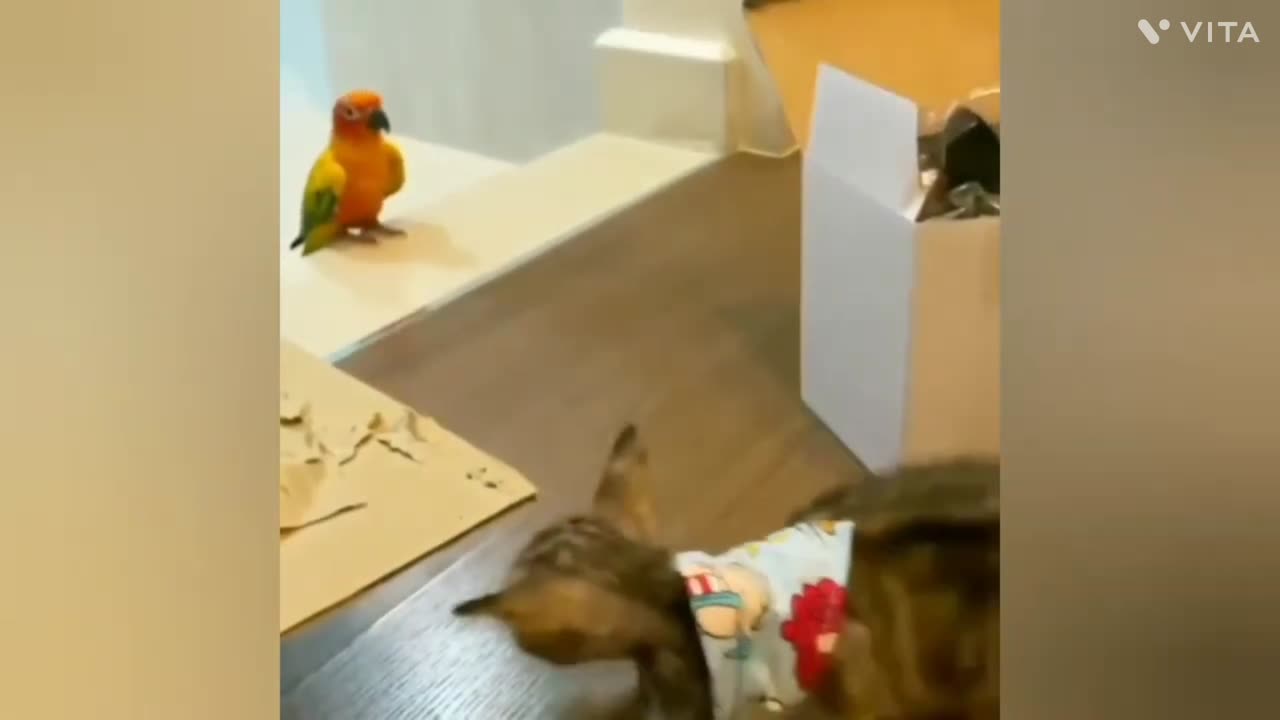 Cute and funny cats video