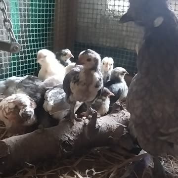 Fiona and her chickens nap 🌼🐤🐔🐤