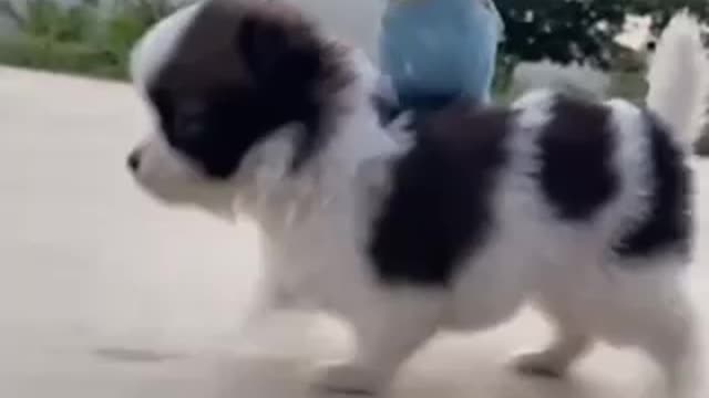 Dog and Parrot are best friends