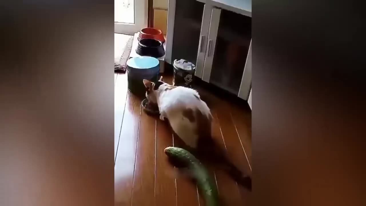 Funny Animal Videos 2023 😂 - Funniest Cats And Dogs Video 😺😍