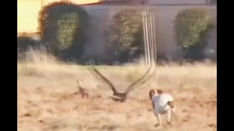 Eagle attack on dog 🐕🐕🐕